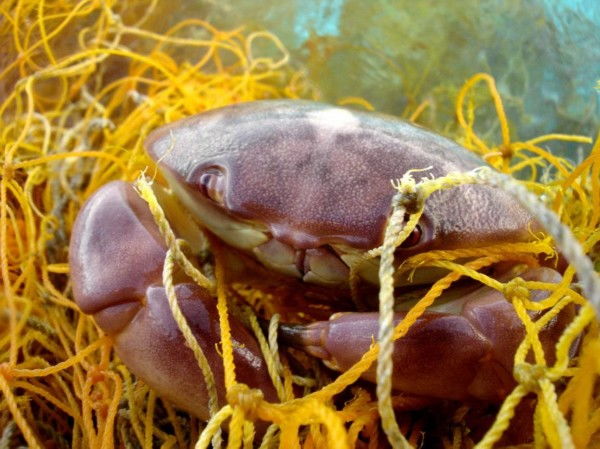 海洋垃圾 废弃渔网困住海龟 窒息珊瑚