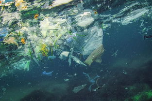 最快2050年,海洋的塑料垃圾将比鱼虾多 爱德华王子岛省将成为加国首个禁止提供塑料袋的省份